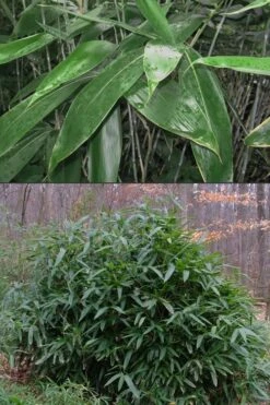 Latifolius Broadleaf Bamboo - Indocalamus Latifolius - 3 Gallon Pot 11 Latifolius Broadleaf Bamboo - Indocalamus Latifolius - 3 Gallon Pot -Home Bloom Garden Bamboo Latifolius 500x750 1