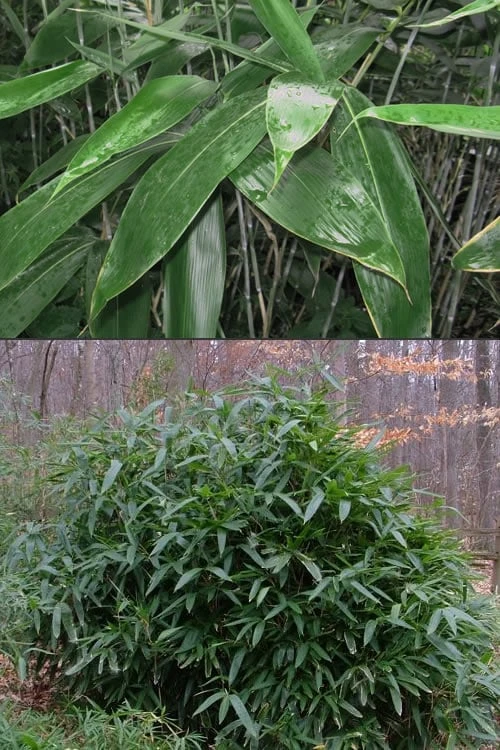 Latifolius Broadleaf Bamboo - Indocalamus Latifolius - 3 Gallon Pot 6 Latifolius Broadleaf Bamboo - Indocalamus Latifolius - 3 Gallon Pot - Image 4