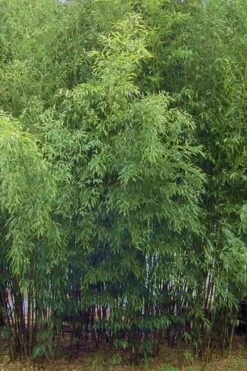 Spotted Leopard Bamboo - Phyllostachys Bambusoides 'Tanakae' - 3 Gallon Pot -Home Bloom Garden Bamboo Leopard 11