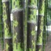 Spotted Leopard Bamboo - Phyllostachys Bambusoides 'Tanakae' - 3 Gallon Pot 1 Spotted Leopard Bamboo - Phyllostachys Bambusoides 'Tanakae' - 3 Gallon Pot -Home Bloom Garden Bamboo Leopard 22