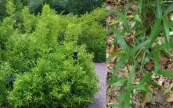 Macon Rivercane Bamboo - Arundinaria Gigantea 'Macon' - 3 Gallon Pot -Home Bloom Garden Bamboo Macon Rivercane 2