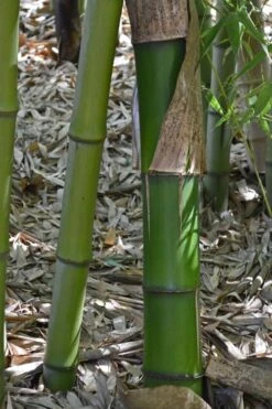 Madake Giant Japanese Timber Bamboo (Phyllostachys Bambusoides) - 2 Gallon Pot -Home Bloom Garden Bamboo Madake 11