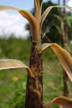 Madake Giant Japanese Timber Bamboo (Phyllostachys Bambusoides) - 3 Gallon Pot (4-6'+) -Home Bloom Garden Bamboo Madake 13 2