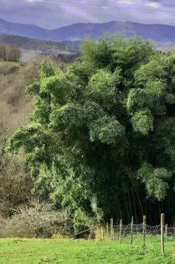 Madake Giant Japanese Timber Bamboo (Phyllostachys Bambusoides) - 3 Gallon Pot (2-4') -Home Bloom Garden Bamboo Madake 14 1