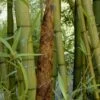 Madake Giant Japanese Timber Bamboo (Phyllostachys Bambusoides) - 2 Gallon Pot -Home Bloom Garden Bamboo Madake 19