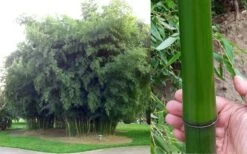 Madake Giant Japanese Timber Bamboo (Phyllostachys Bambusoides) - 2 Gallon Pot -Home Bloom Garden Bamboo Madake Giant Japanese Timber Bamboo