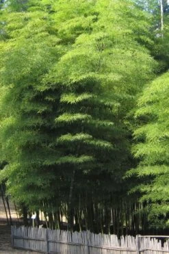 Moso Giant Bamboo (Phyllostachys Edulis 'Moso') - 3 Gallon Pot (2-4') -Home Bloom Garden Bamboo Moso 10 1