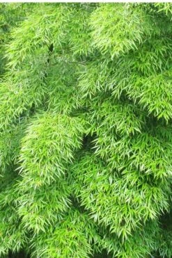 Moso Giant Bamboo (Phyllostachys Edulis 'Moso') - 3 Gallon Pot (2-4') -Home Bloom Garden Bamboo Moso 11 1