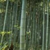 Moso Giant Bamboo (Phyllostachys Edulis 'Moso') - 3 Gallon Pot (4-6') -Home Bloom Garden Bamboo Moso 22
