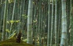 Moso Giant Bamboo (Phyllostachys Edulis 'Moso') - 3 Gallon Pot (4-6') -Home Bloom Garden Bamboo Moso 24