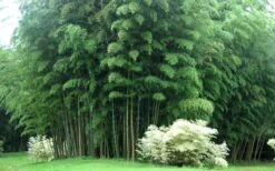 Moso Giant Bamboo (Phyllostachys Edulis 'Moso') - 3 Gallon Pot (2-4') -Home Bloom Garden Bamboo Moso 3 1