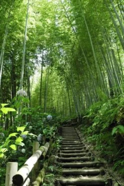 Moso Giant Bamboo (Phyllostachys Edulis 'Moso') - 3 Gallon Pot (4-6') -Home Bloom Garden Bamboo Moso 9