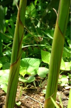 Red Margin Bamboo - Phyllostachys Rubromarginata - 3 Gallon Pot (2-4' HT) -Home Bloom Garden Bamboo Red Margin 11 1
