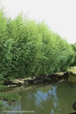 Red Margin Bamboo - Phyllostachys Rubromarginata - 3 Gallon Pot (2-4' HT) -Home Bloom Garden Bamboo Red Margin 13 1