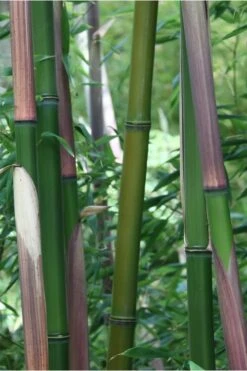 Red Margin Bamboo - Phyllostachys Rubromarginata - 3 Gallon Pot (2-4' HT) -Home Bloom Garden Bamboo Red Margin 500x750 2
