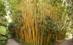 Robert Young Golden Bamboo - Phyllostachys Viridis 'Robert Young' - 3 Gallon Pot (2-4') -Home Bloom Garden Bamboo Robert Young 1