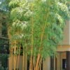 Robert Young Golden Bamboo - Phyllostachys Viridis 'Robert Young' - 3 Gallon Pot (2-4') -Home Bloom Garden Bamboo Robert Young 500x750 1