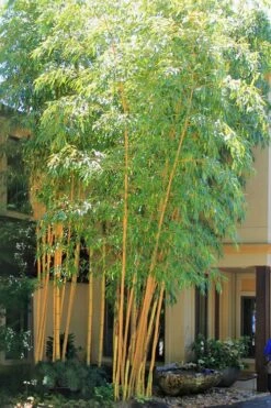 Robert Young Golden Bamboo - Phyllostachys Viridis 'Robert Young' - 3 Gallon Pot (2-4')