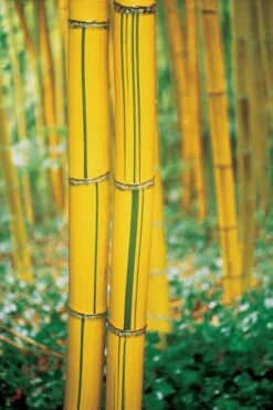 Robert Young Golden Bamboo (Phyllostachys Viridis 'Robert Young') - 3 Gallon Pot (4-6'+) -Home Bloom Garden Bamboo Robert Young 9 1