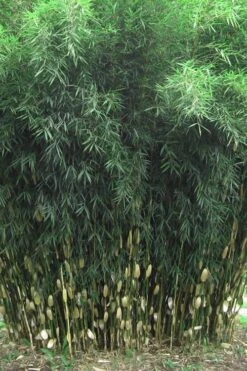 Robust Bamboo - Fargesia Robusta - 1 Gallon Pot -Home Bloom Garden Bamboo Robusta 1 1
