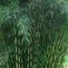 Robust Bamboo - Fargesia Robusta - 3 Gallon Pot