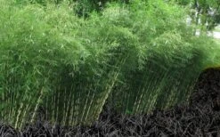 Robust Bamboo - Fargesia Robusta - 3 Gallon Pot -Home Bloom Garden Bamboo Robusta 4