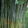 Giant Weavers Royal Bamboo (Wong Chuk) - Bambusa Textilis 'Kanapaha' - 3 Gallon Pot -Home Bloom Garden Bamboo Royal 20