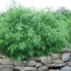 Dragons Head Bamboo (Fargesia Dracocephala 'Rufa') - 5 Gallon Pot -Home Bloom Garden Bamboo Rufa 10