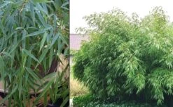 Dragons Head Bamboo - Fargesia Dracocephala 'Rufa' - 1 Gallon Pot -Home Bloom Garden Bamboo Rufa 2 2