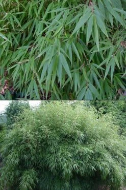 Dragons Head Bamboo - Fargesia Dracocephala 'Rufa' - 1 Gallon Pot -Home Bloom Garden Bamboo Rufa 500x750 2