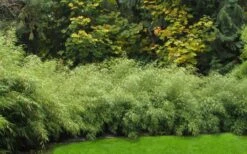 Dragons Head Bamboo - Fargesia Dracocephala 'Rufa' - 1 Gallon Pot -Home Bloom Garden Bamboo Rufa Hedge 1 1