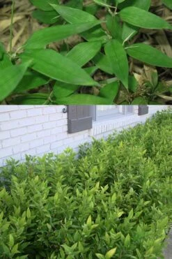 Ruscus Bamboo (Shibataea Kumasaca) - 1 Gallon Pot -Home Bloom Garden Bamboo Ruscus 500x750 1