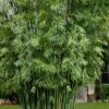 Seabreeze Bamboo - Bambusa Malingensis - 3 Gallon Pot -Home Bloom Garden Bamboo Seabreeze 1 1