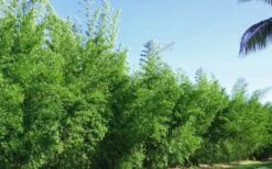 Seabreeze Bamboo - Bambusa Malingensis - 2 Gallon Pot -Home Bloom Garden Bamboo Seabreeze 2