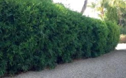 Seabreeze Bamboo - Bambusa Malingensis - 2 Gallon Pot -Home Bloom Garden Bamboo Seabreeze 3