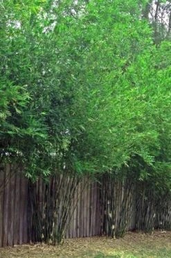 Seabreeze Bamboo - Bambusa Malingensis - 3 Gallon Pot -Home Bloom Garden Bamboo Seabreeze 4 1