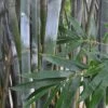 Silk Bamboo - Bambusa Textilis 'Glabra' - 2 Gallon Pot -Home Bloom Garden Bamboo Silk 2
