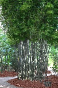 Silk Bamboo - Bambusa Textilis 'Glabra' - 2 Gallon Pot -Home Bloom Garden Bamboo Silk 5