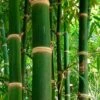 Solid Stem Bamboo - Phyllostachys Heteroclada - 3 Gallon Pot (4-6') -Home Bloom Garden Bamboo Solid Stem