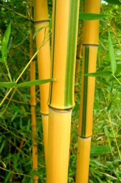 Green Groove Golden Bamboo - Phyllostachys Aureosulcata 'Spectabilis' - 3 Gallon Pot (2-4') 14 Green Groove Golden Bamboo - Phyllostachys Aureosulcata 'Spectabilis' - 3 Gallon Pot (2-4') -Home Bloom Garden Bamboo Spectabilis 13 1