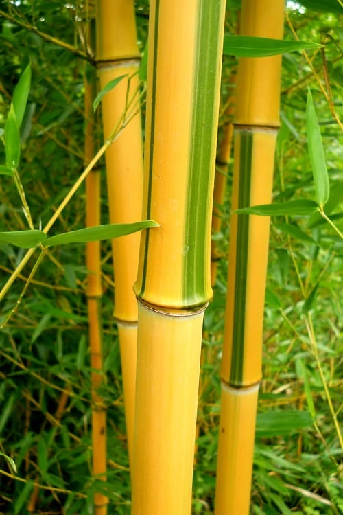 Green Groove Golden Bamboo - Phyllostachys Aureosulcata 'Spectabilis' - 3 Gallon Pot (2-4') 8 Green Groove Golden Bamboo - Phyllostachys Aureosulcata 'Spectabilis' - 3 Gallon Pot (2-4') - Image 7