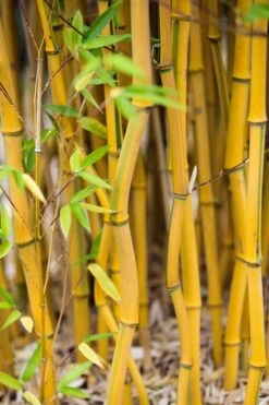 Green Groove Golden Bamboo - Phyllostachys Aureosulcata 'Spectabilis' - 3 Gallon Pot (2-4') 13 Green Groove Golden Bamboo - Phyllostachys Aureosulcata 'Spectabilis' - 3 Gallon Pot (2-4') -Home Bloom Garden Bamboo Spectabilis 17 1