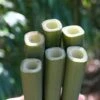 Square Stem Bamboo - Chimonobambusa Quadrangularis - 5 Gallon Pot -Home Bloom Garden Bamboo Square 1