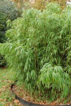 Square Stem Bamboo - Chimonobambusa Quadrangularis - 5 Gallon Pot -Home Bloom Garden Bamboo Square 2 1