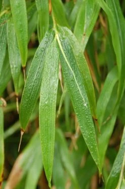 Square Stem Bamboo - Chimonobambusa Quadrangularis - 5 Gallon Pot -Home Bloom Garden Bamboo Square 3 1