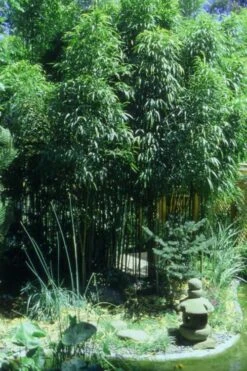 Square Stem Bamboo - Chimonobambusa Quadrangularis - 5 Gallon Pot -Home Bloom Garden Bamboo Square 4 3