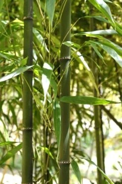 Square Stem Bamboo - Chimonobambusa Quadrangularis - 5 Gallon Pot -Home Bloom Garden Bamboo Square 7 1
