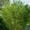 Stone Bamboo - Phyllostachys Angusta - 3 Gallon Pot (3-4') -Home Bloom Garden Bamboo Stone 1