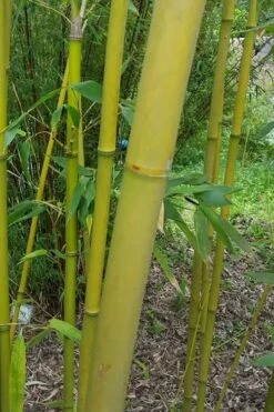 Stone Bamboo - Phyllostachys Angusta - 3 Gallon Pot (3-4') -Home Bloom Garden Bamboo Stone 2