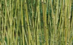 Stone Bamboo - Phyllostachys Angusta - 3 Gallon Pot (3-4') -Home Bloom Garden Bamboo Stone 3